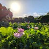 朝日に輝く蓮の花2