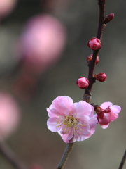 大阪城公園の梅(武蔵野)