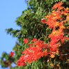 紅葉1