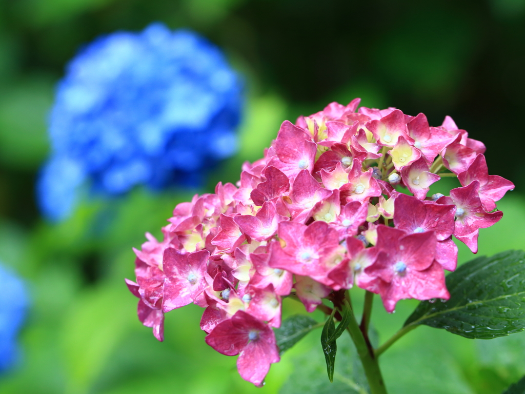 雨の日の紫陽花7