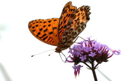 ヒョウモンチョウ2