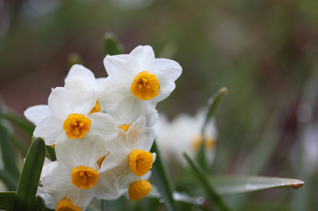 雨後の水仙1