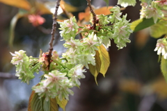 御衣黄(ギョイコウ)桜1