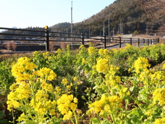 道端の菜の花2