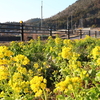 道端の菜の花2