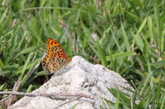 ヒッョウモンチョウ