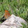 ヒッョウモンチョウ