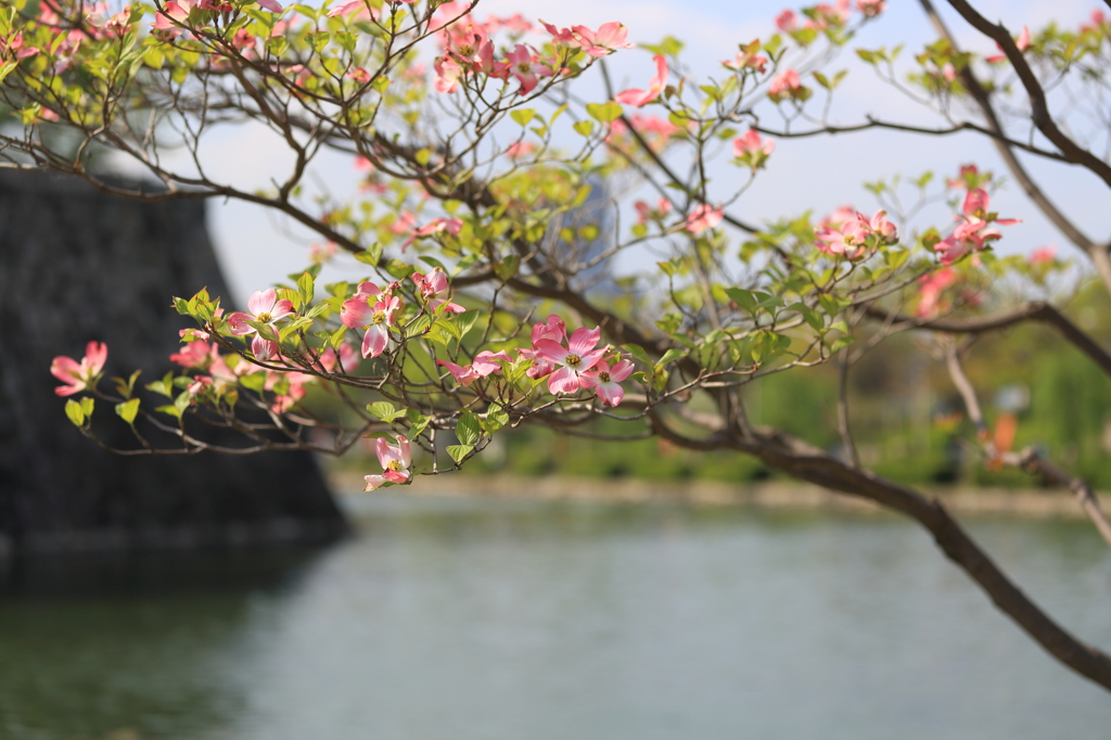 大阪城のハナミズキ