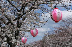 桜まつり