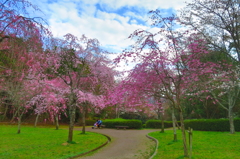 公園の枝垂桜