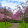 公園の枝垂桜