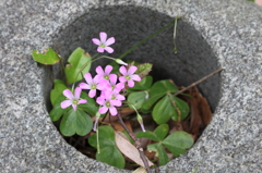 ムラサキカタバミ