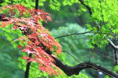 夏の紅葉