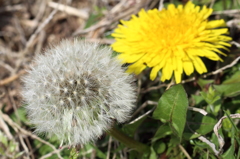 DANDELION