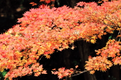 光り輝く紅葉