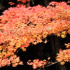 光り輝く紅葉