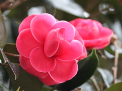 花も恥じらう