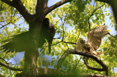 カラスとクマタカ