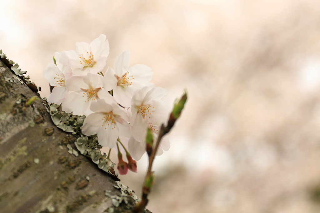 桜1