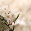 桜1
