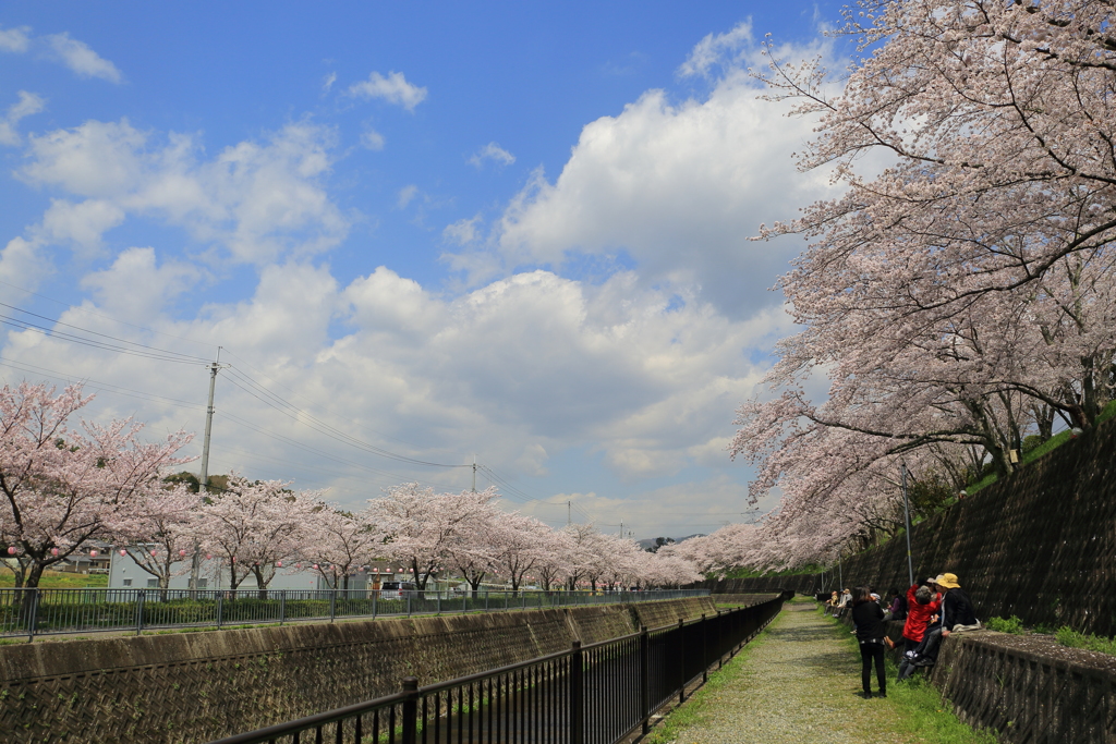 桜並木