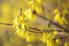 Yellow World