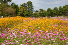 武庫川コカモス園1