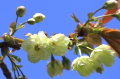 ウコンの桜