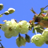 ウコンの桜