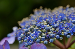 庭の紫陽花