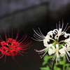 彼岸花5