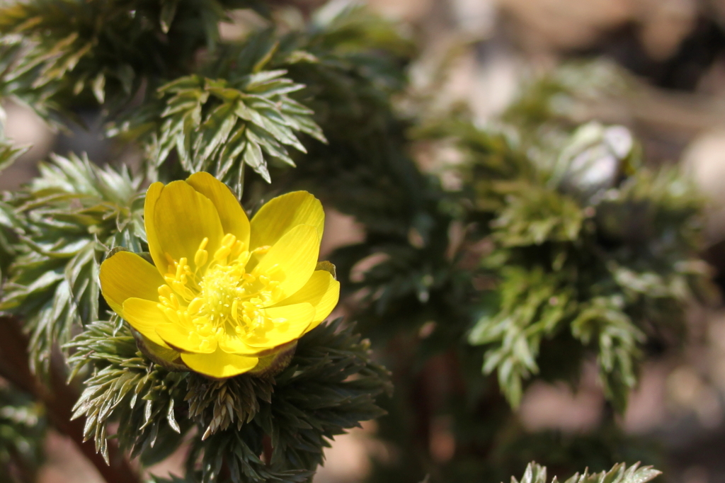 ポンポン山の福寿草