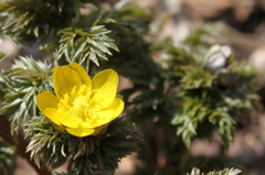 ポンポン山の福寿草