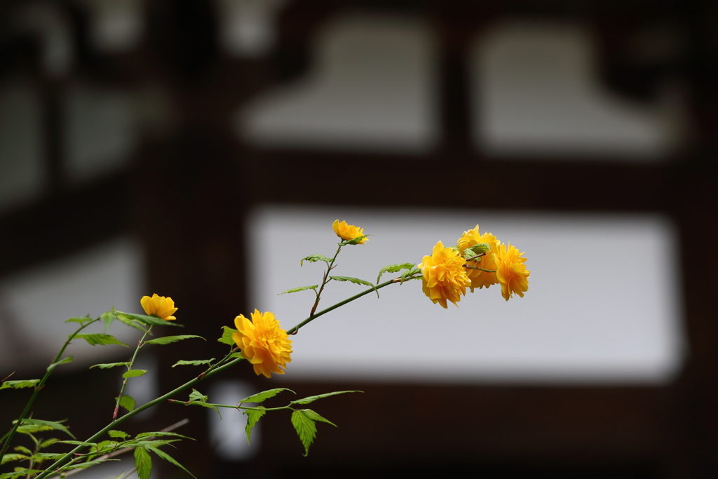 松尾大社のヤマブキ1