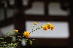 松尾大社のヤマブキ1