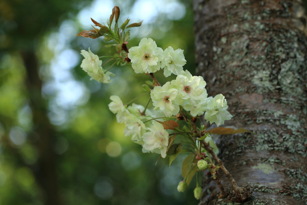 御衣黄(ギョイコウ)