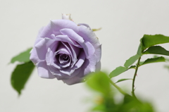 紫のバラ