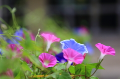 朝顔