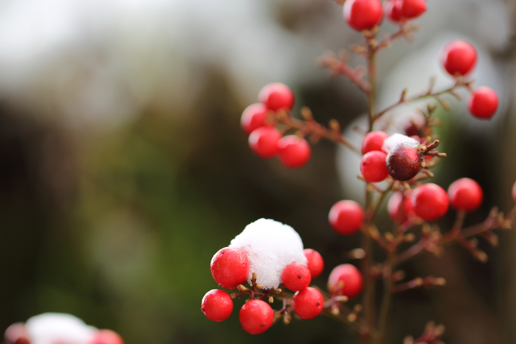 雪の朝