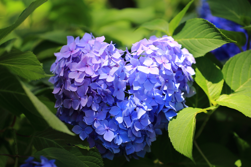 三室戸寺庭園の紫陽花
