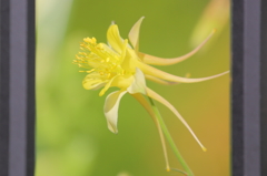 フェンスから覗く可憐な花