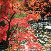 紅葉狩り1