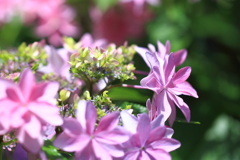 三室戸寺庭園の紫陽花