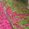 山茶花