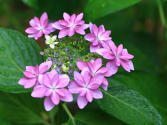 雨の日の紫陽花2