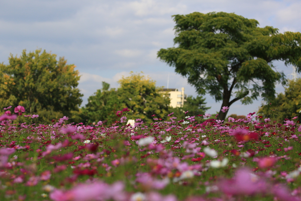 武庫川コスモス園4