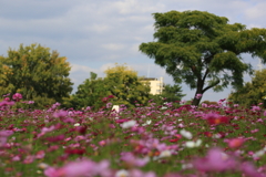 武庫川コスモス園4