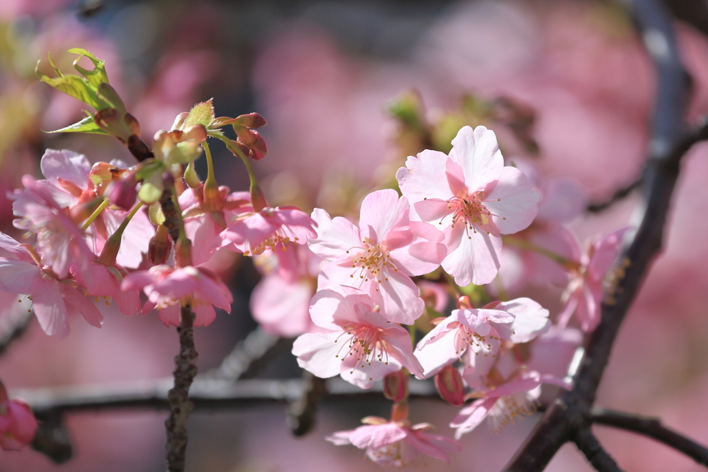 淀の河津桜