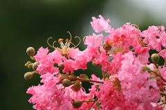 百日紅1