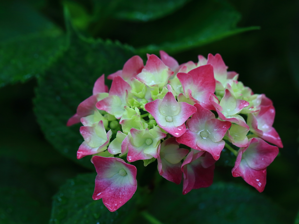雨の日の紫陽花6